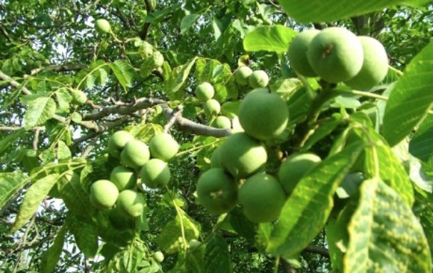Unreife Nüsse am Baum